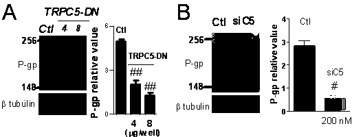 Application of TRPC5 as drug target in reversing multi-drug resistance