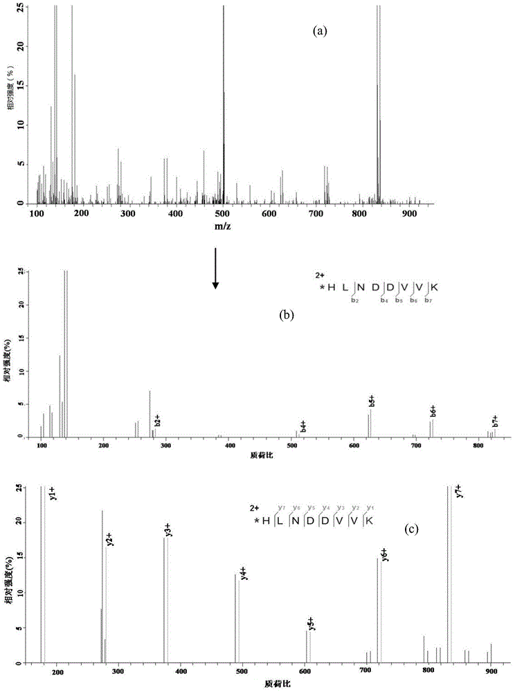 Protein amino acid sequence de novo sequencing method based on unequal stable isotope labeling at two ends of polypeptide