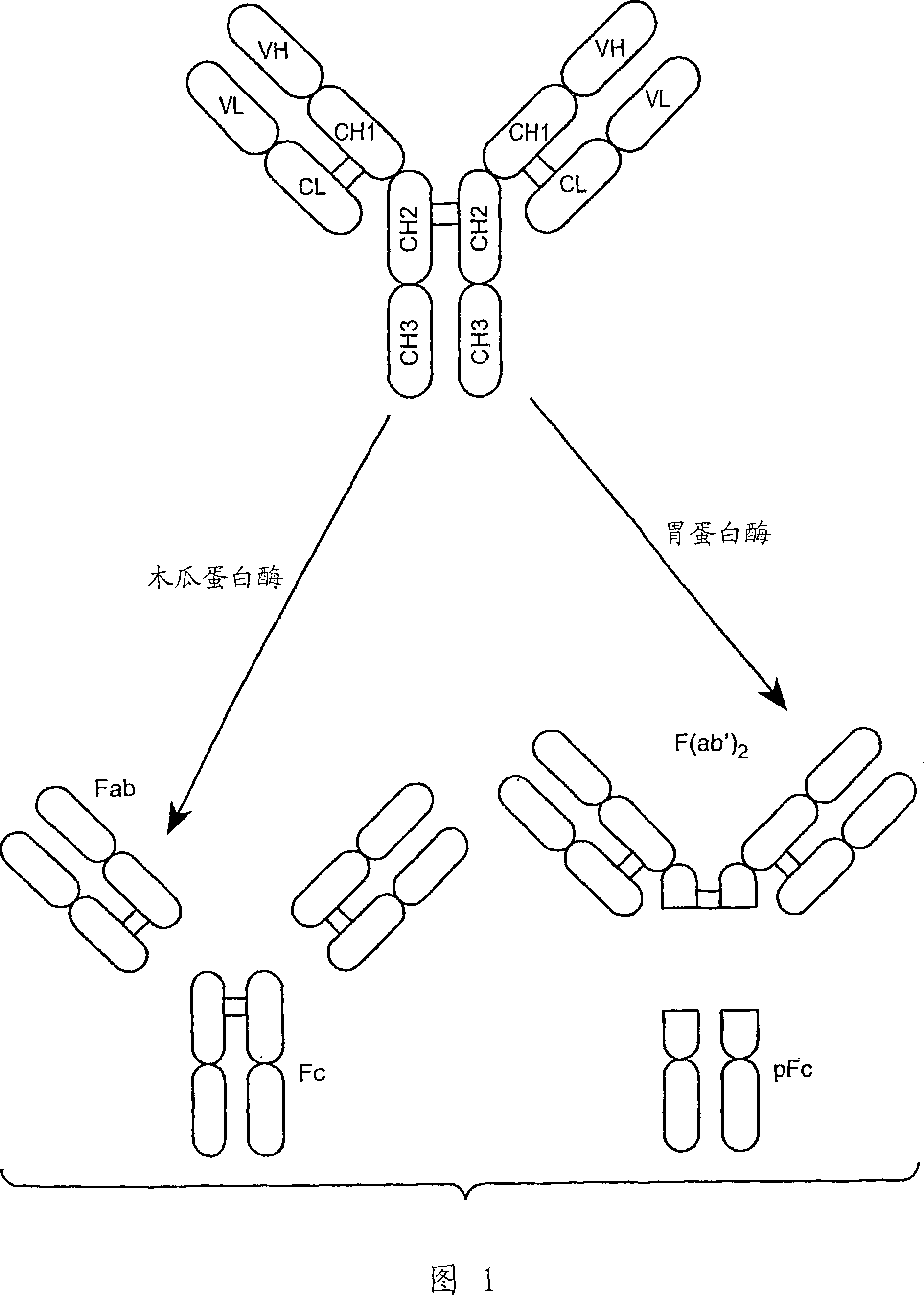 Anti-Fc-gamma RIIB receptor antibody and uses therefor