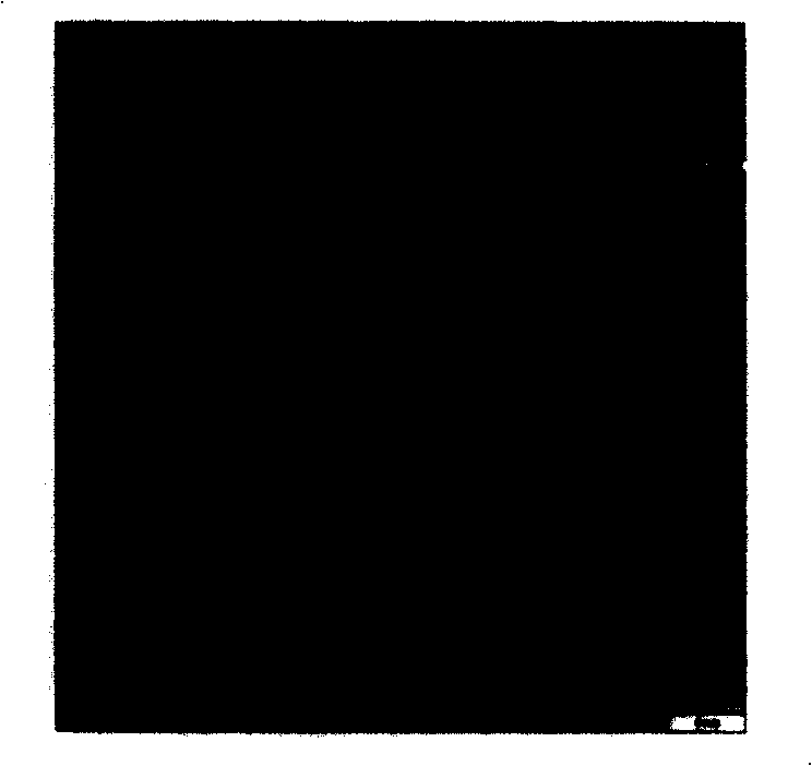 Synthesis method of cobaltous oxide nano-tube