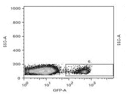 Mouse-tail DNA (deoxyribose nucleic acid) extraction kit applicable to the genotype of laboratory mouse and application thereof