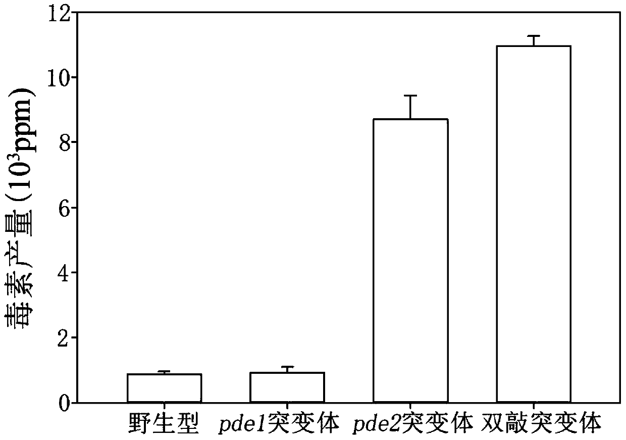 A method for constructing a high-yield deoxynivalenol knockout mutant strain