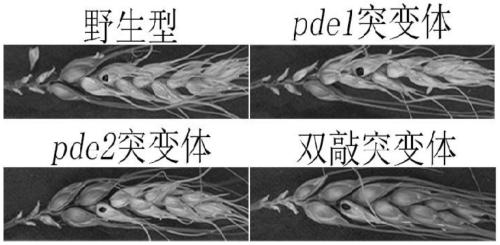 A method for constructing a high-yield deoxynivalenol knockout mutant strain