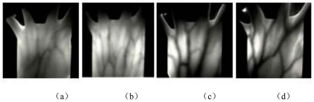 Multi-modal identity authentication method based on vein similar image knowledge migration network