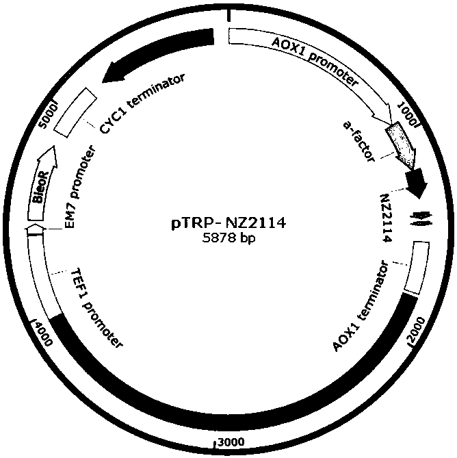 Recombinant-plectasin-expressing Pichia pastoris