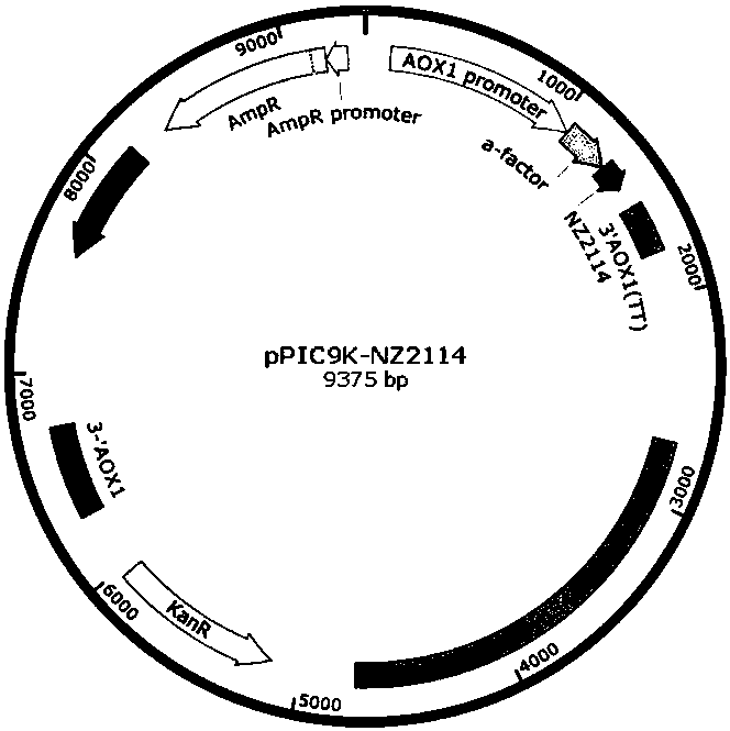 Recombinant-plectasin-expressing Pichia pastoris