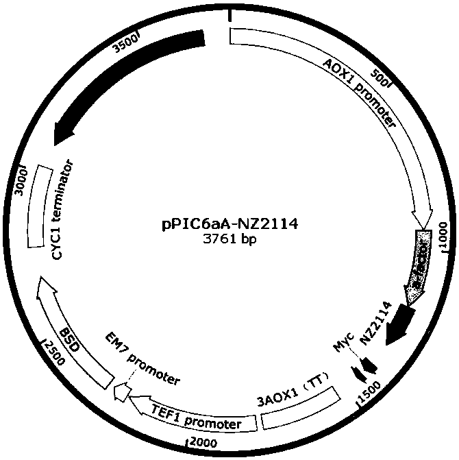 Recombinant-plectasin-expressing Pichia pastoris