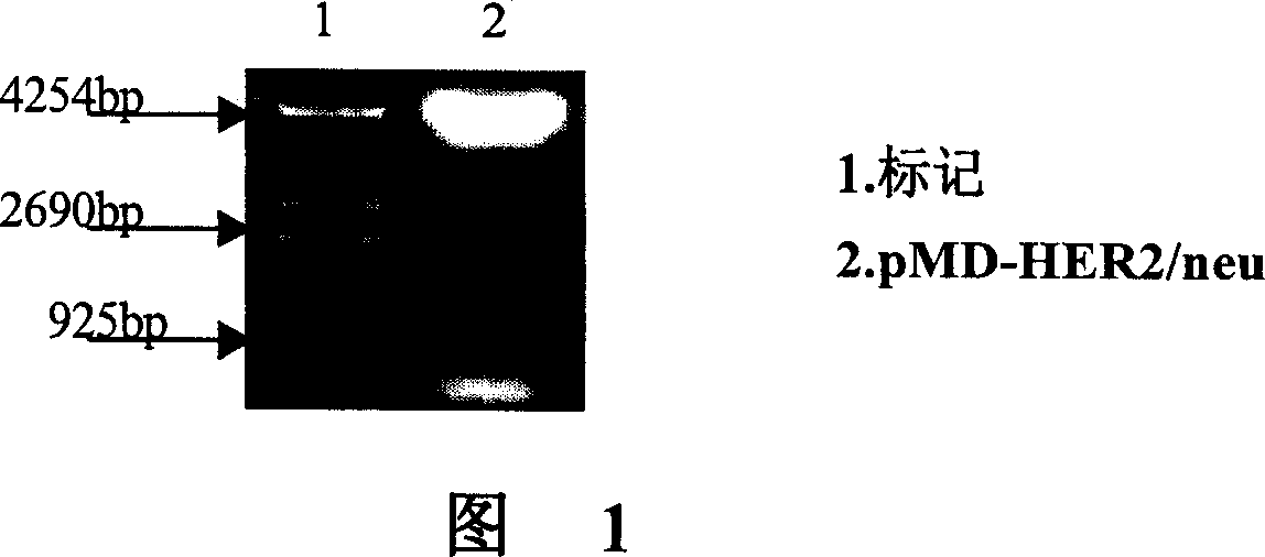 Construction of HER2/neu mRNA in vitro transcription vector and use thereof