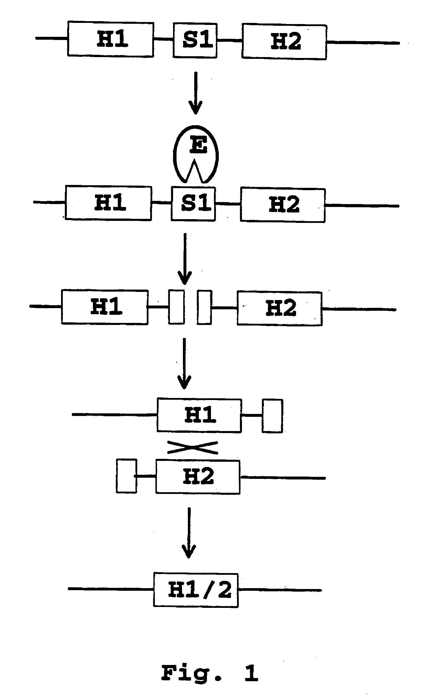 Recombination systems and methods for eliminating nucleic acid sequences from the genome of eukaryotic organisms