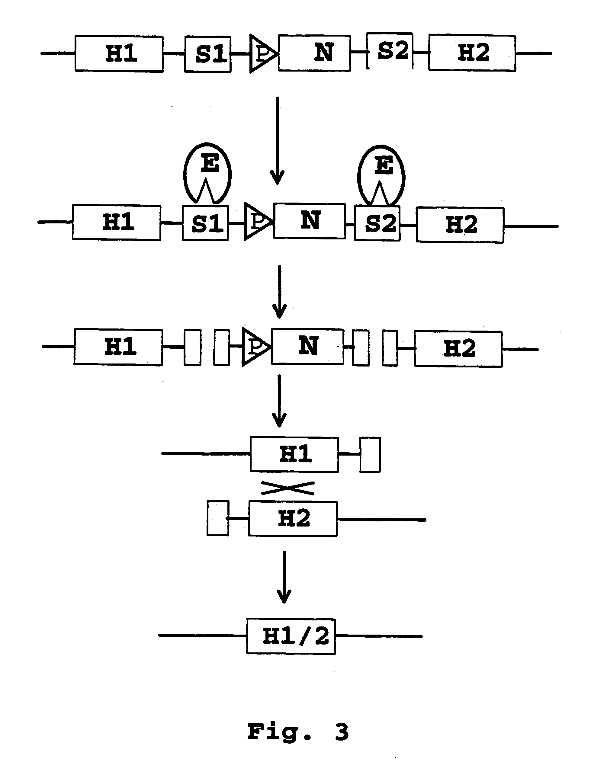 Recombination systems and methods for eliminating nucleic acid sequences from the genome of eukaryotic organisms