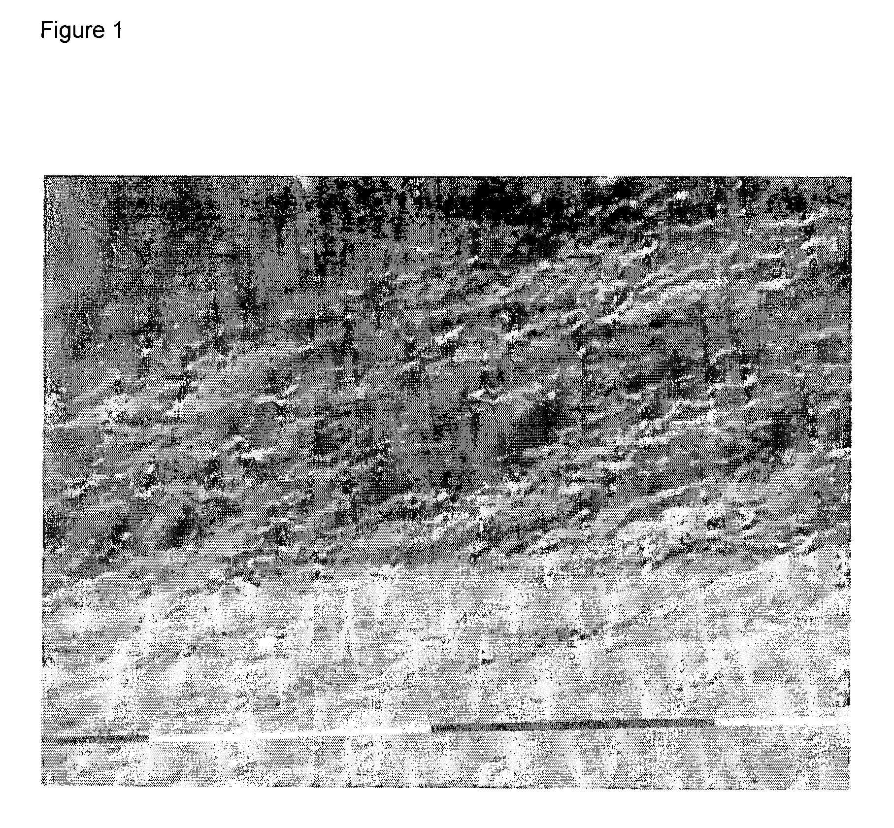 Percarboxylated polysaccharides, and a process for their preparation