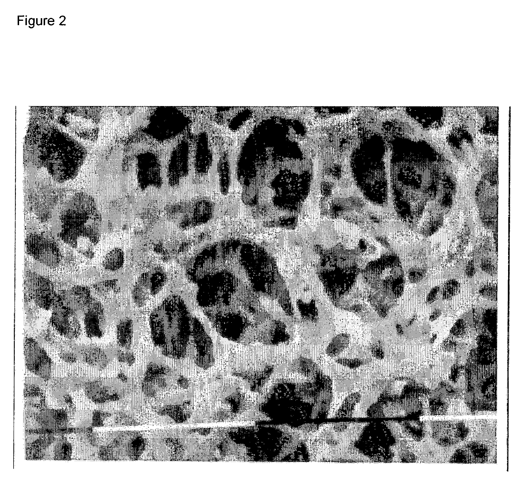 Percarboxylated polysaccharides, and a process for their preparation