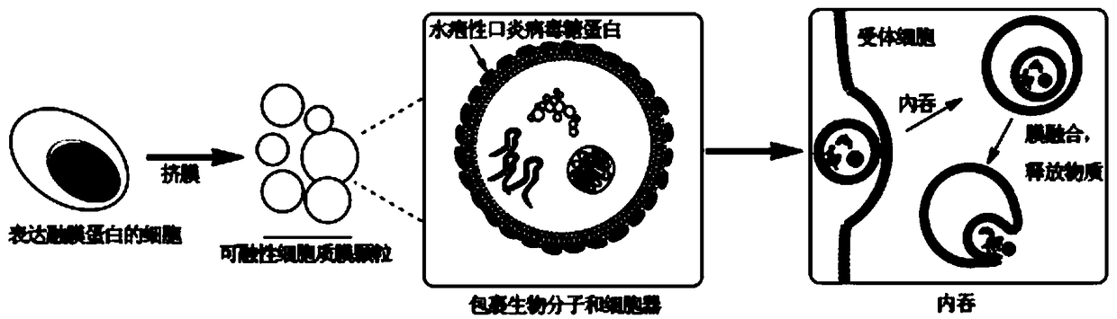 A cell membrane particle expressing fusion membrane protein and its preparation and application