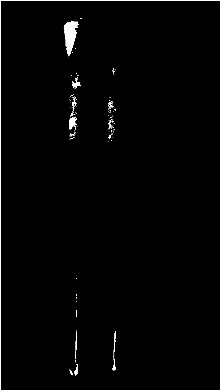 Edible grape spirit saccharomyces cerevisiae and application thereof