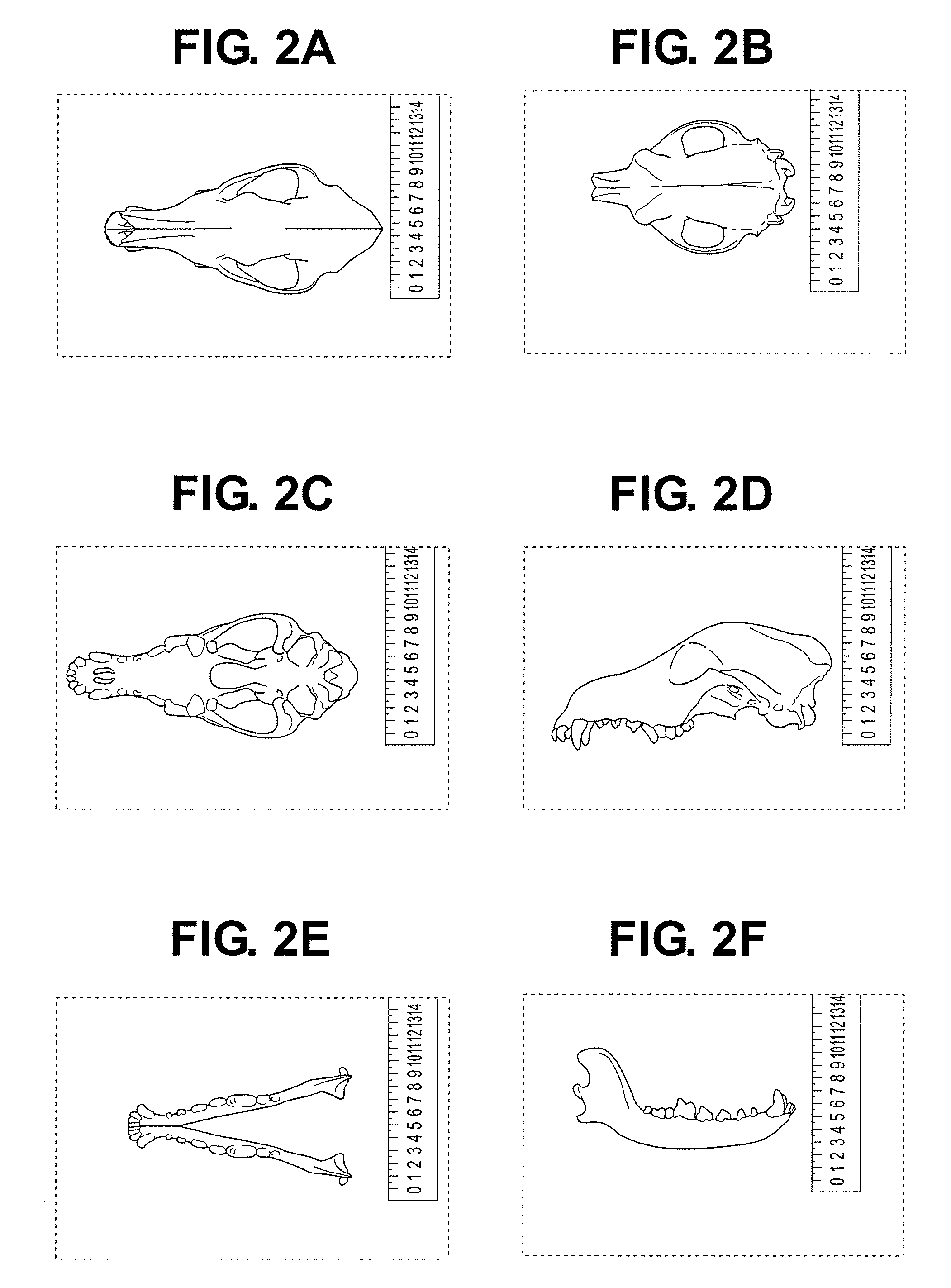 Method for designing an oral pet product using biometric analysis