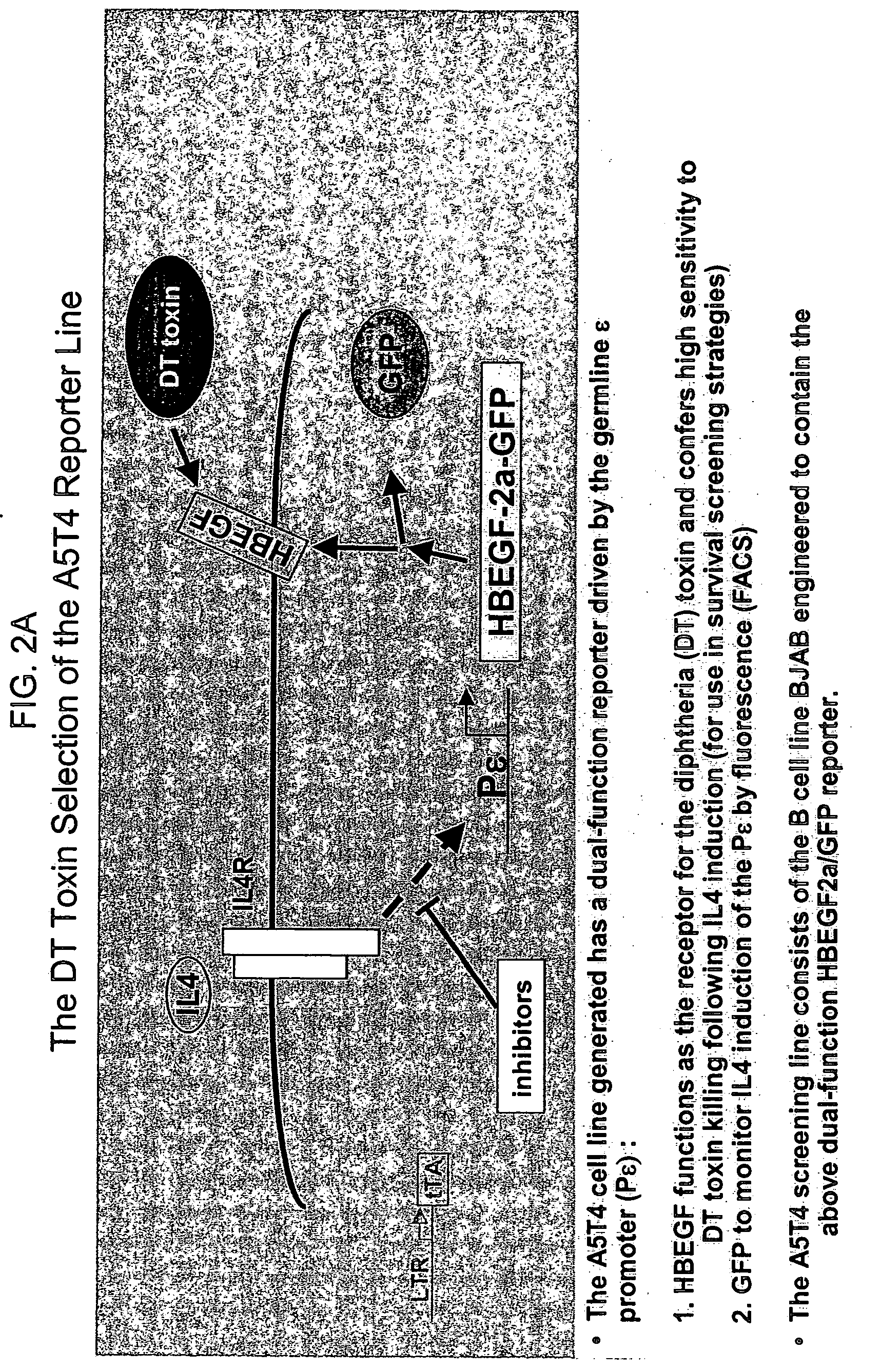 Methods of identifying compounds that modulate IL-4 receptor mediated IgE synthesis utilizing a CLLD8 protein
