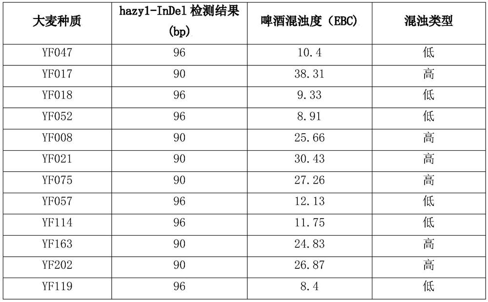 InDel molecular marker related to barley beer turbid character and application thereof