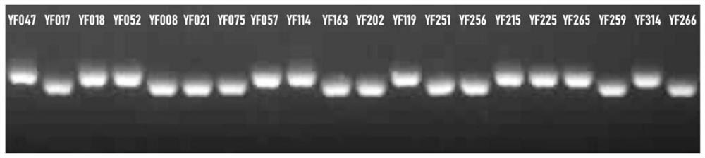 InDel molecular marker related to barley beer turbid character and application thereof