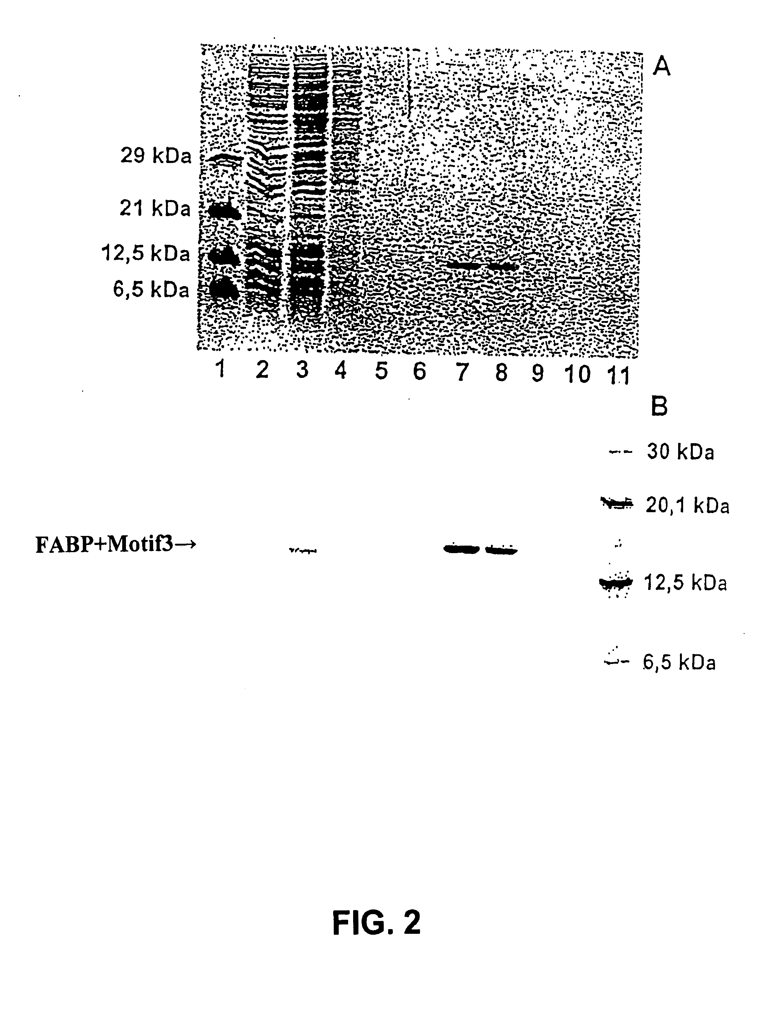 Streptavidin-binding peptide