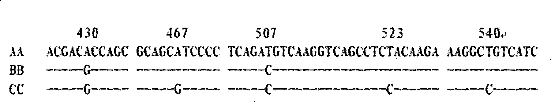 Breeding method for sifting tight duck by detecting saltant duck gene