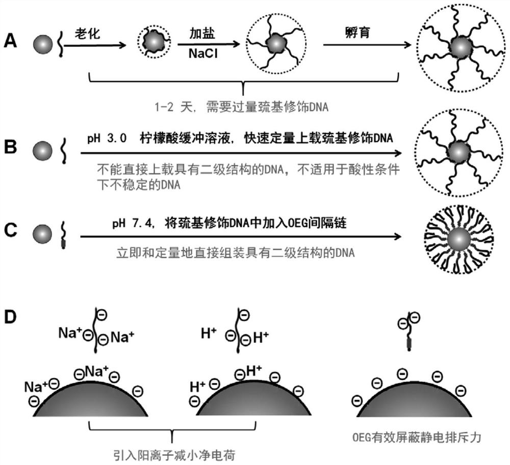 A method for rapidly preparing sulfhydryl-modified DNA nano-gold complexes (DNA-AUNP)