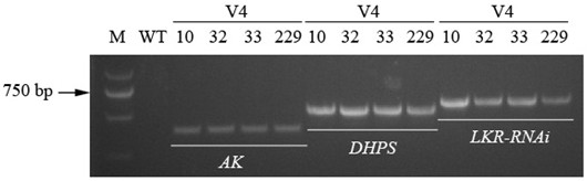 Key enzyme genes ak2 and dhps1 of lysine synthesis pathway modified by site-directed mutagenesis and their application