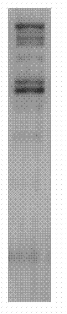 Test kit for qualitatively detecting fish vitellogenin by utilizing lipovitellin antibody