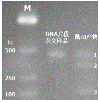 Method for sensitively detecting human EGFR gene mutation based on enzyme digestion and reagent kit