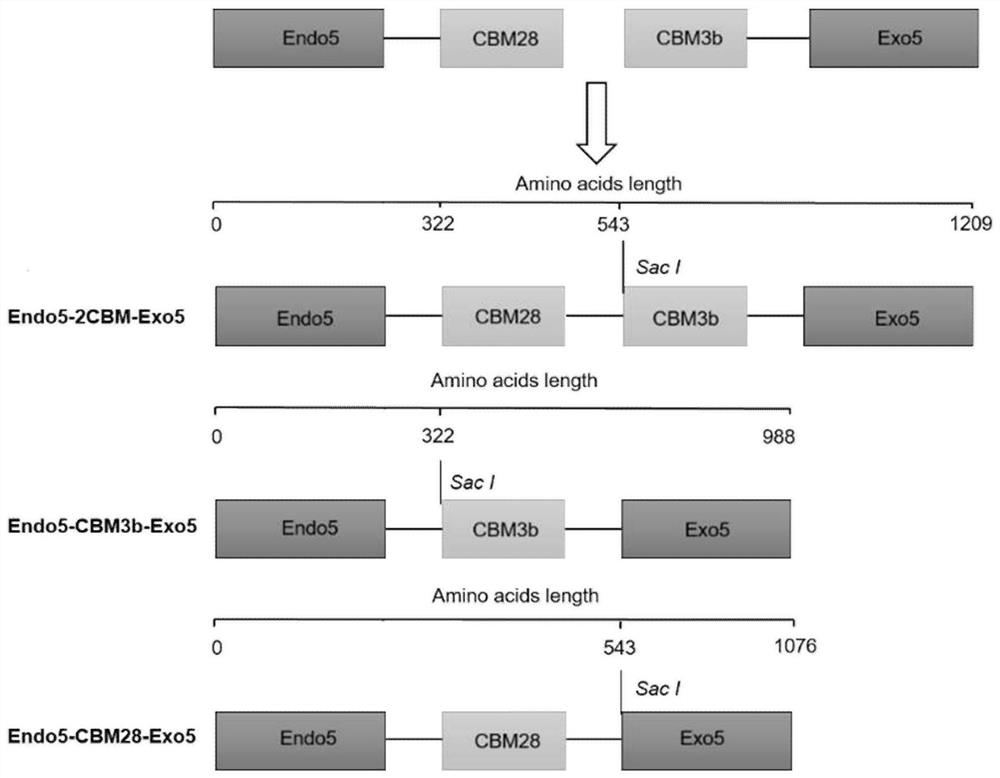 Acidic high temperature resistant recombinant cellulase and its application