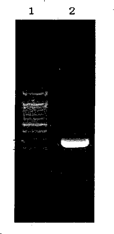 Recombinant polymorphism hansenula as well as special recombinant expression vectors and uses thereof