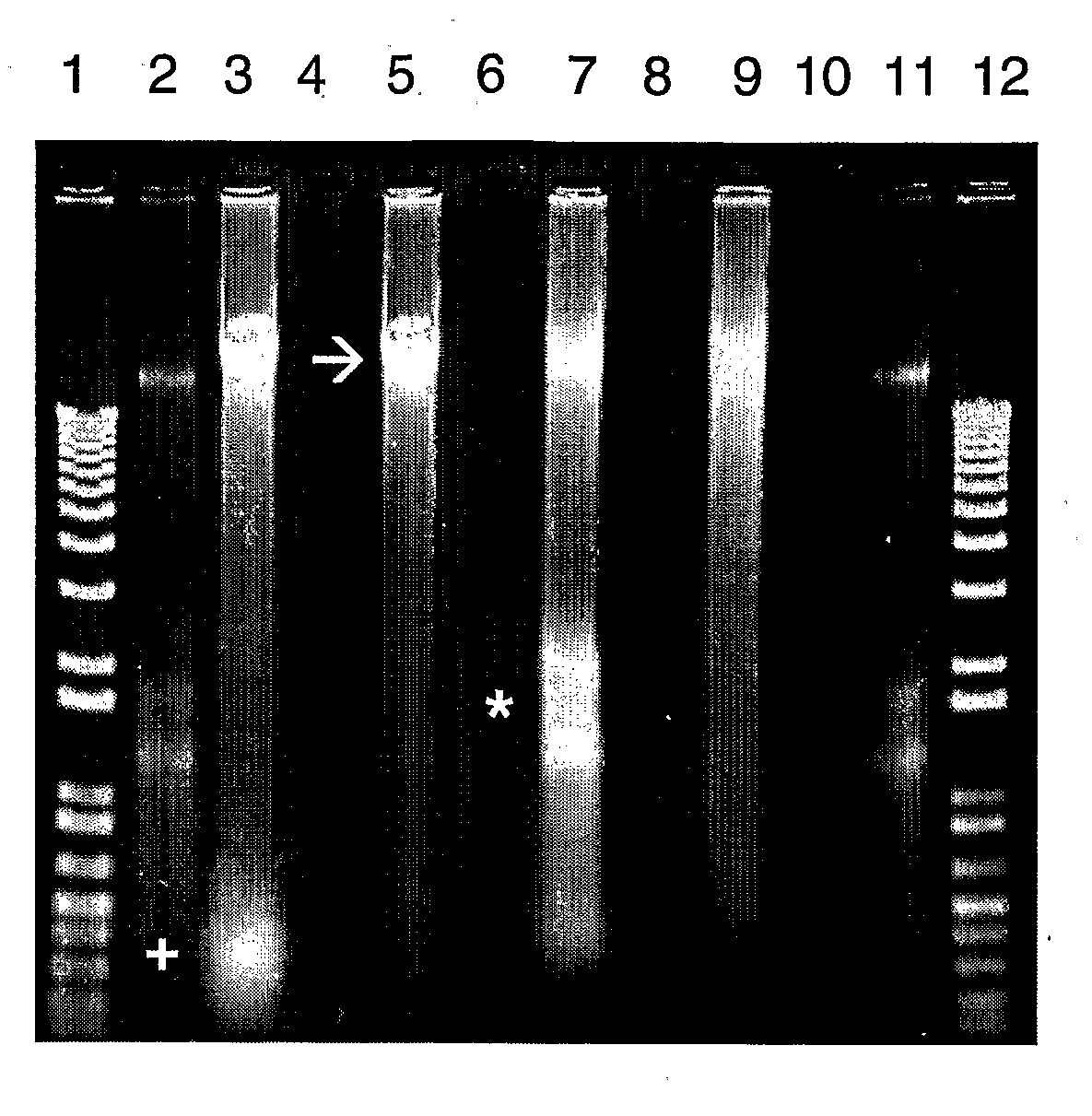 Stabilizing compositions and methods for extraction of ribonucleic acid