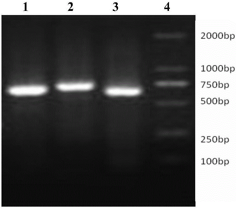 Chikungunya virus specific detection antigen and application thereof