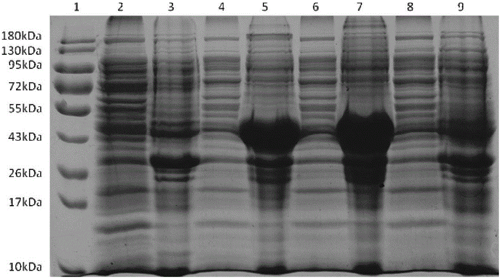 Chikungunya virus specific detection antigen and application thereof