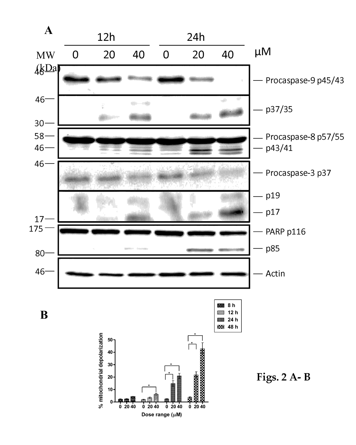 Pharmaceutical compositions of Anisomelic acid and the use thereof