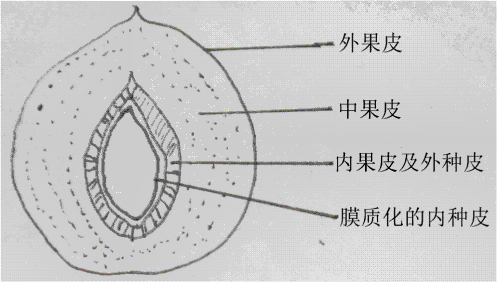 Prunus mume seed cultivation method