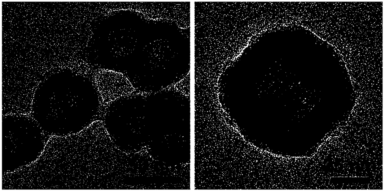 Hollow manganese dioxide nano-particle as well as preparation method and application thereof