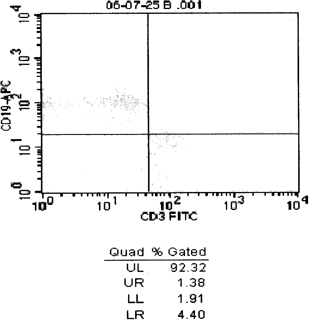 Novel B cell activation model for specific antigen loading and induction of CTL