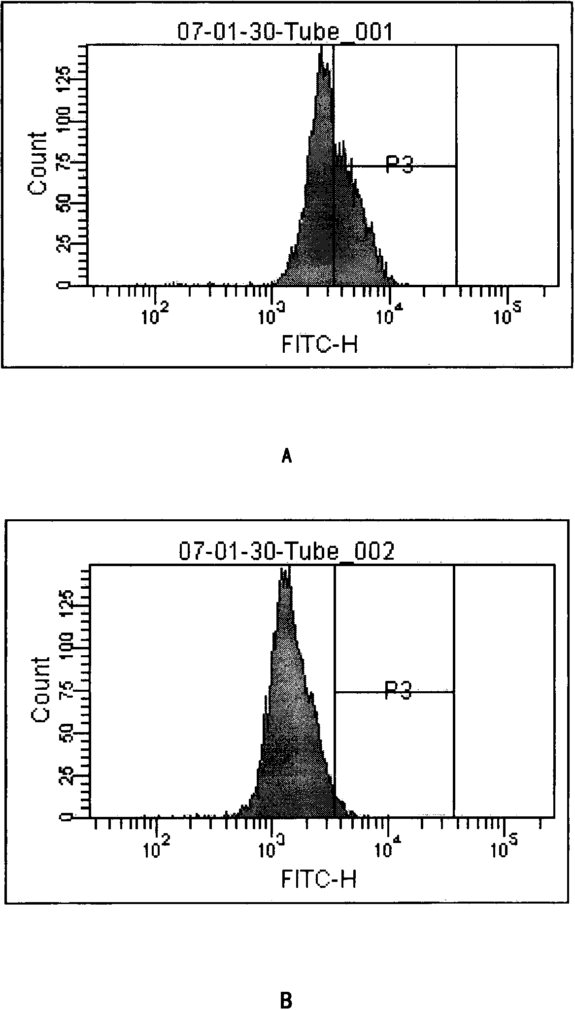 Novel B cell activation model for specific antigen loading and induction of CTL