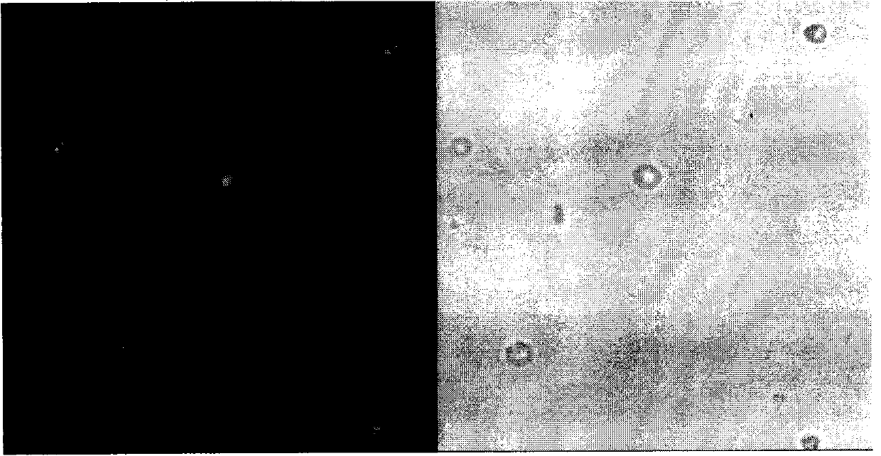 Novel B cell activation model for specific antigen loading and induction of CTL