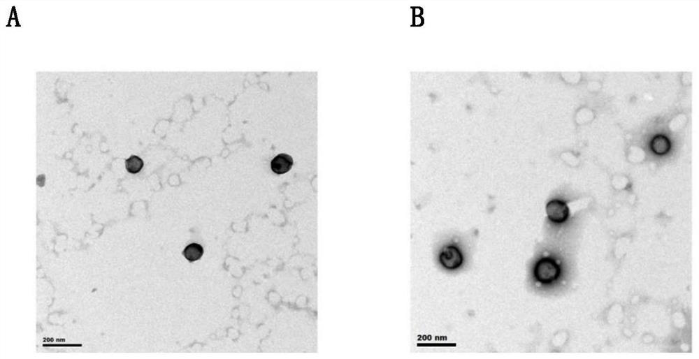 Tumor targeted drug nanocrystal delivery system