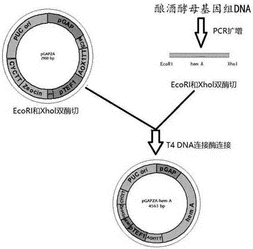 Recombinant strain for producing ALA through fermentation and preparation method thereof