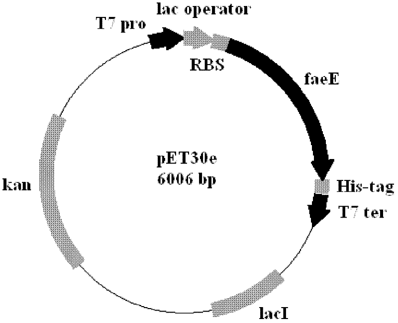 Plasmid for heterologous protein solubility expression and preparation and application method thereof