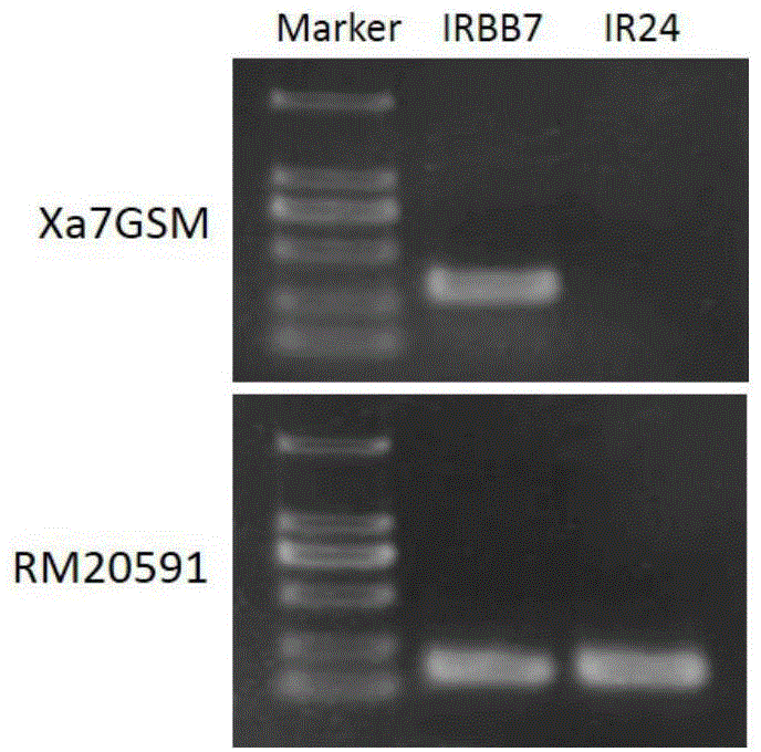 Specific rice high-resistance bacterial leaf blight gene marker and application thereof