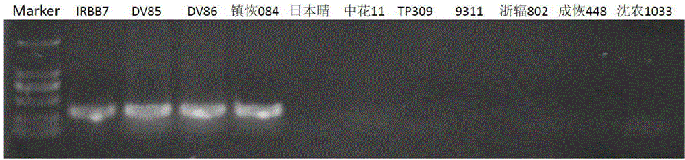 Specific rice high-resistance bacterial leaf blight gene marker and application thereof