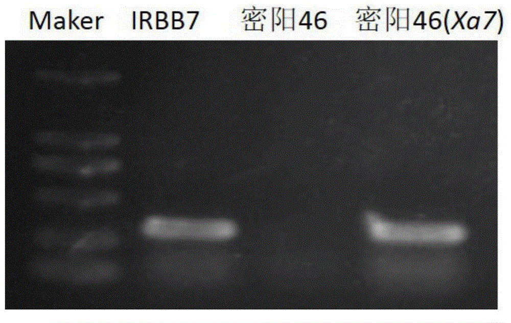 Specific rice high-resistance bacterial leaf blight gene marker and application thereof