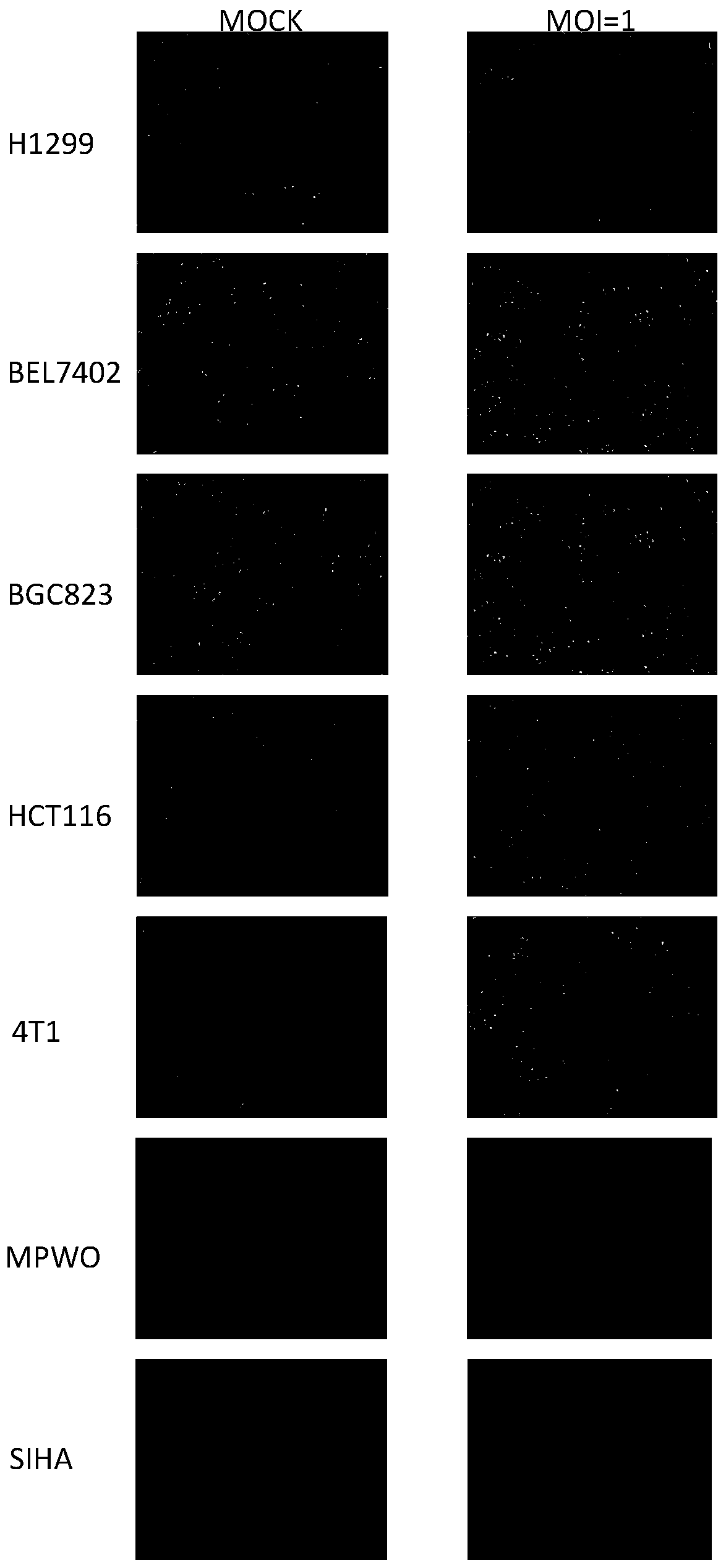 Pseudorabies virus for tumor treatment