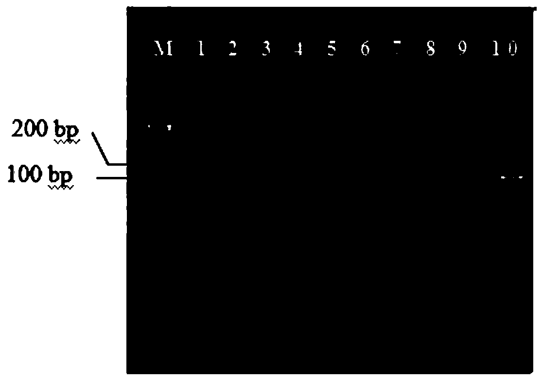 Method for detecting overwintering amount of plasmopara viticola in soil by real-time fluorescence quantitative PCR