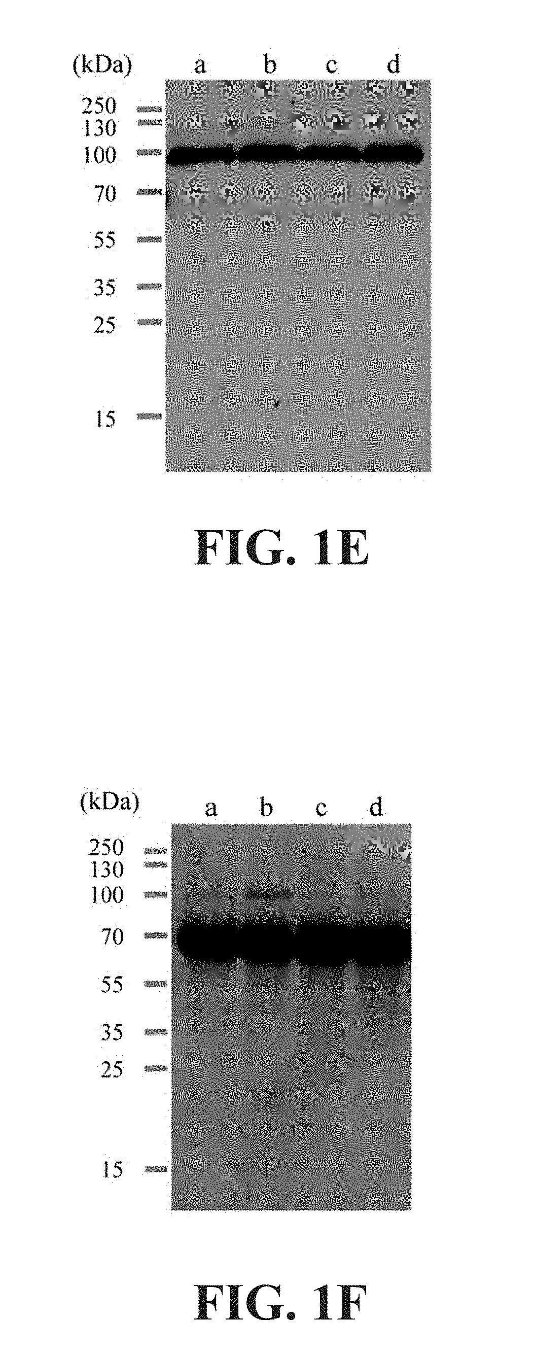 Influenza mucosal vaccine composition and preparation and application thereof