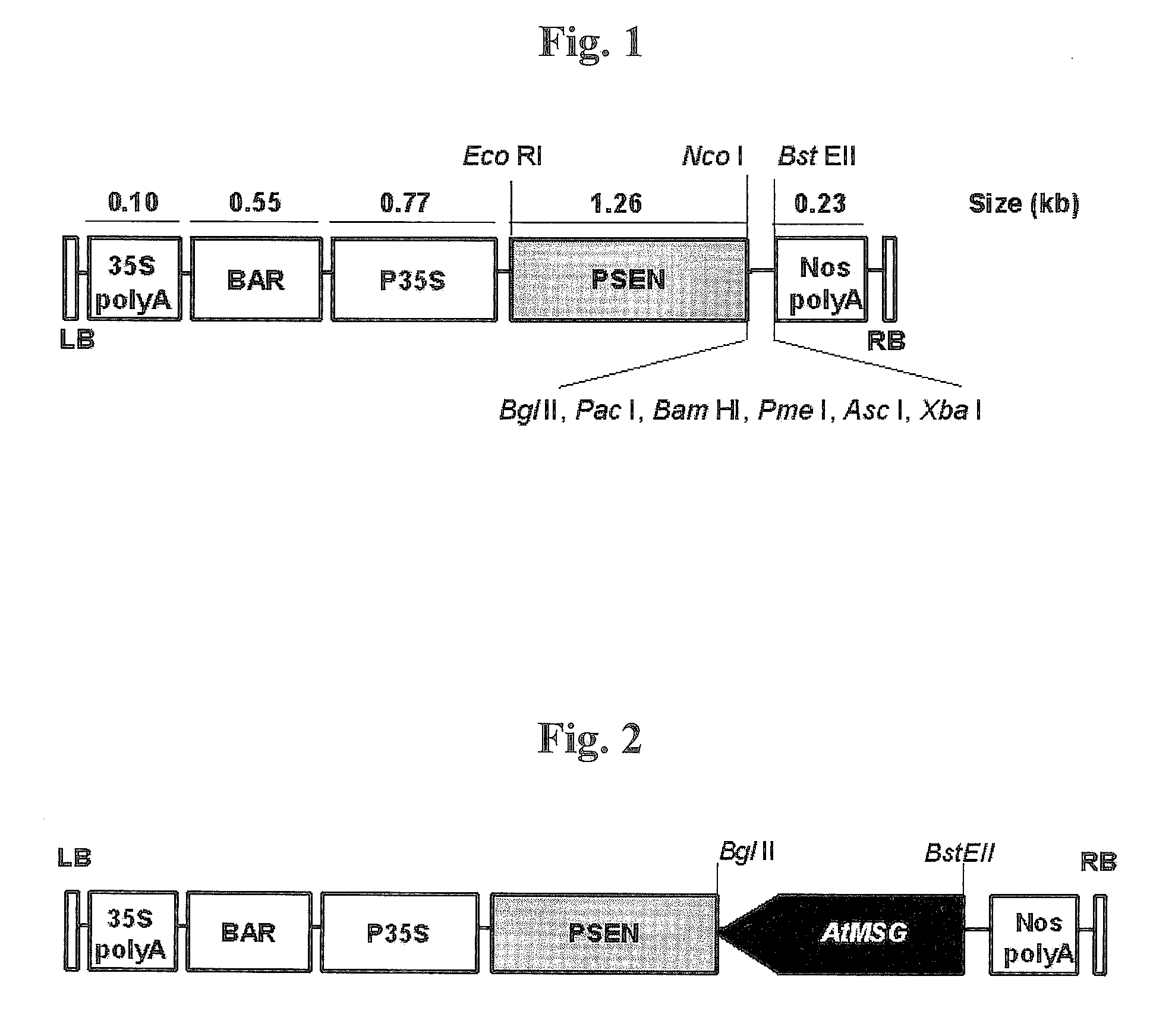 Polypeptide having Methionine Synthesis Function, Polynucleotide Encoding the Polypeptide, and Those Use