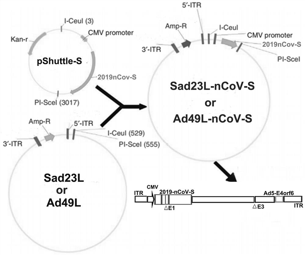 Novel coronavirus pneumonia vaccine based on novel adenovirus vector sad23l and/or ad49l